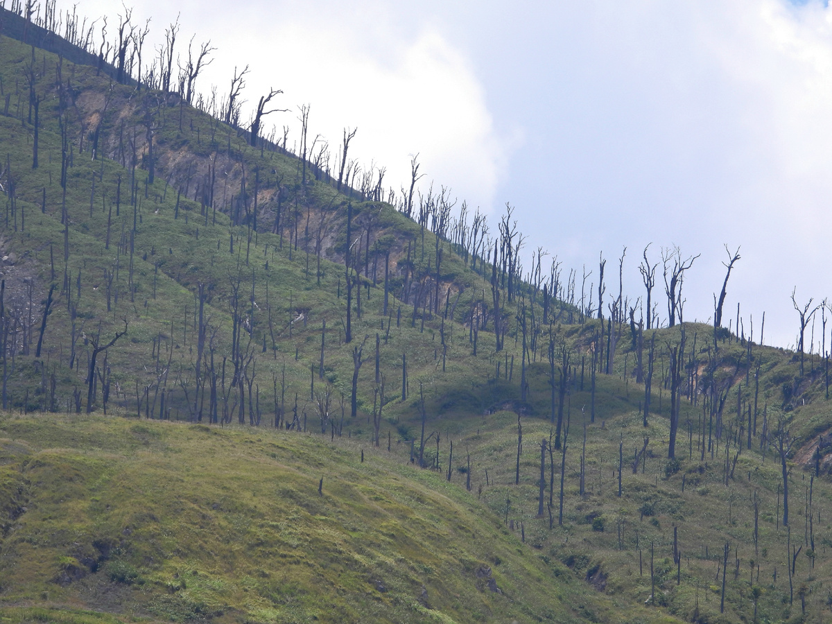 ОСТАНКИ ДЕРЕВЬЕВ НА СКЛОНАХ ВУЛКАНА 