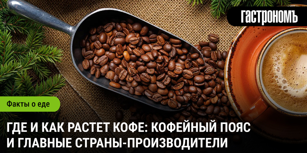 Где и как растет кофе: кофейный пояс и главные страны-производители
