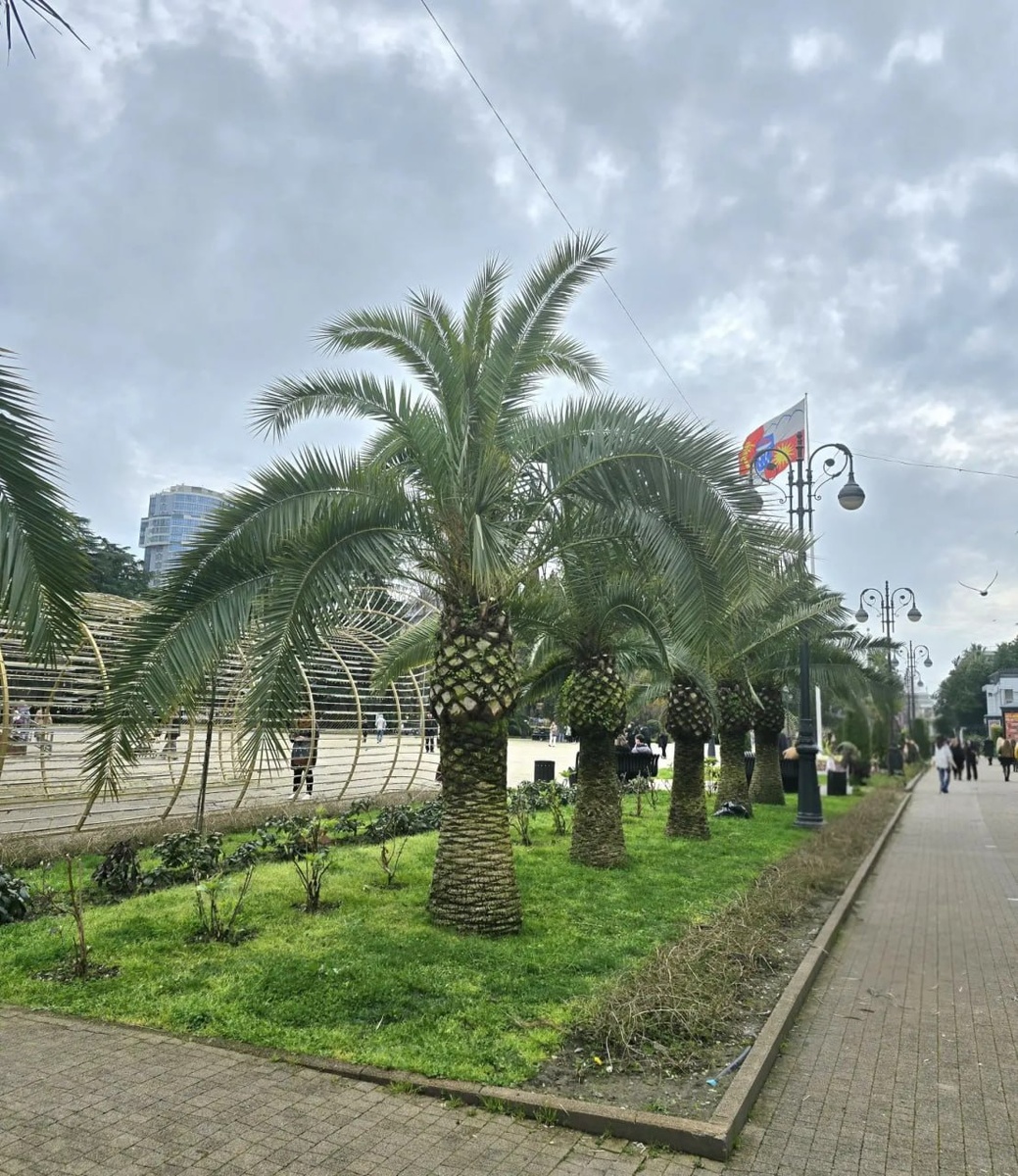    Фото: пресс-служба МЦУ Сочи