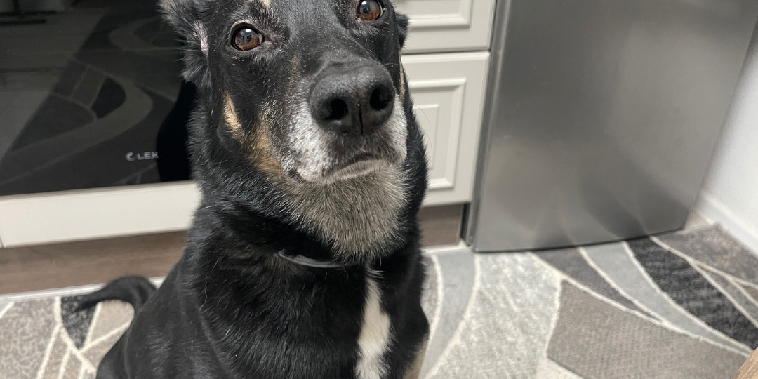 Всегда ли собаке вытирают пасть