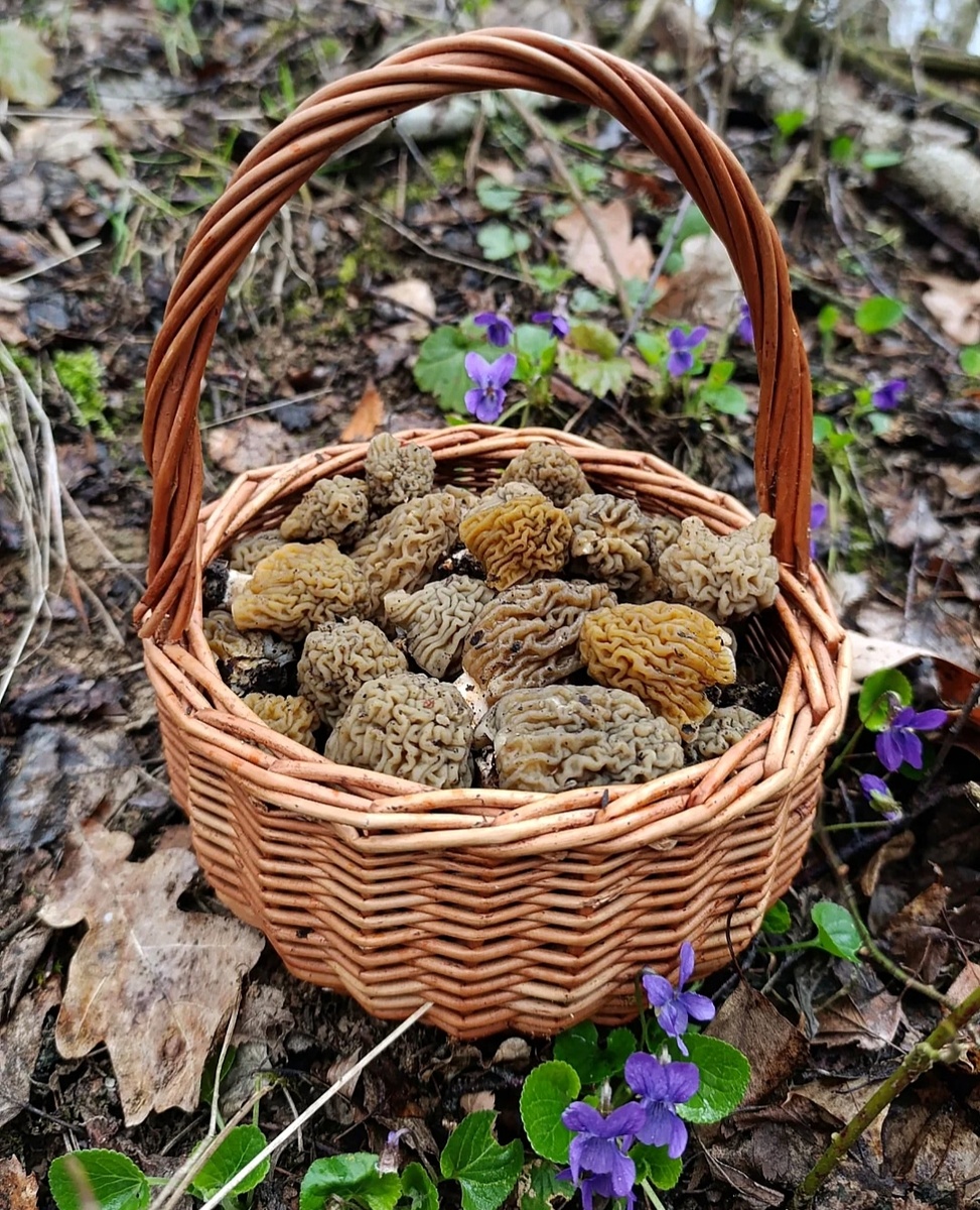 Фото из группы Грибные войска Беларуси.