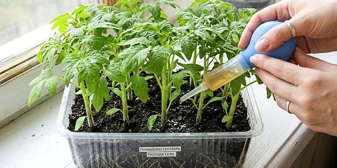 Эта бесплатная подкормка творит волшебство с рассадой! Корневая система мощнейшая а ствол с мизинец.