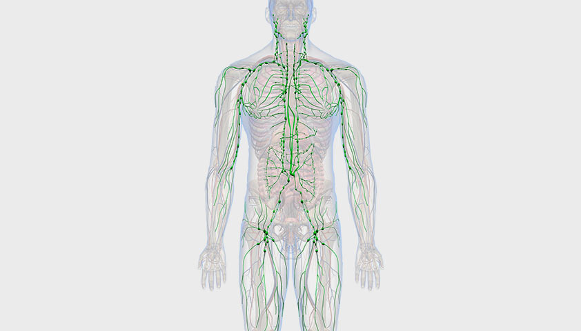 Лимфатическая система