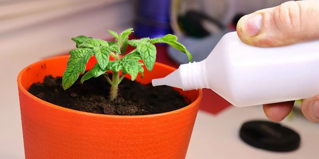 Как правильно подкормить рассаду на окне нашатырным спиртом чтобы растения окрепли?