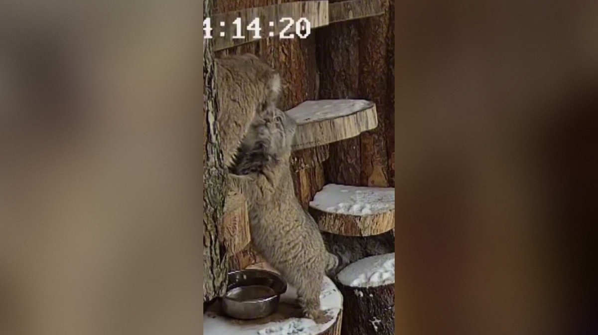 Фото: скриншот видео пресс-службы Ленинградского зоопарка