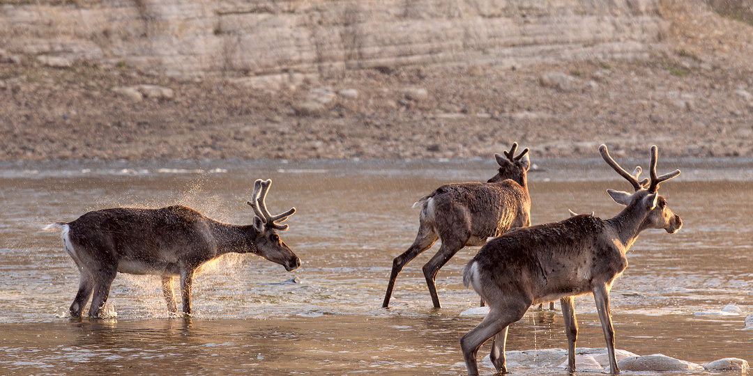 Фантастические сны про Элементалов.