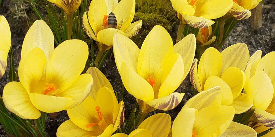 Солнышки в траве или сочно-желтые цветы в саду весной.