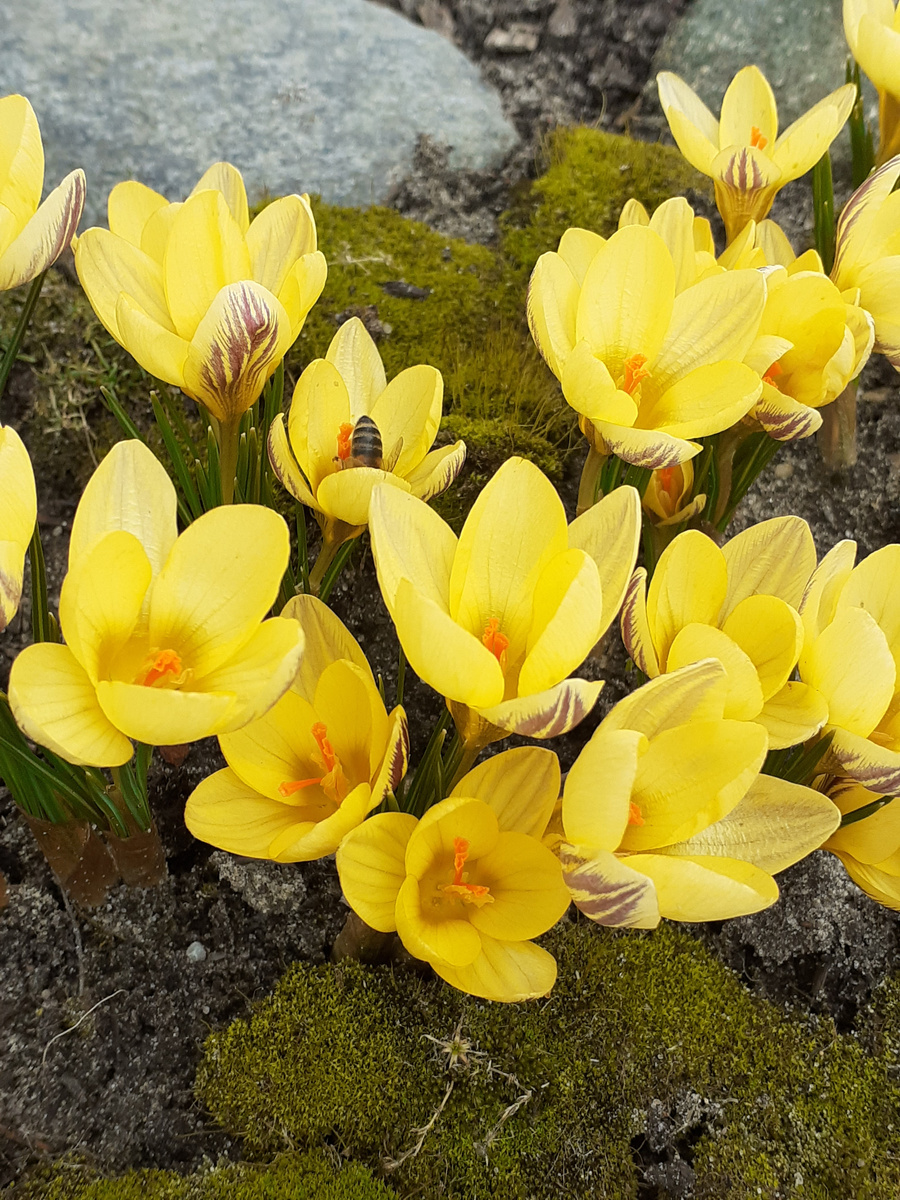 Крокус ботанический " Джипси Гёрл". Крокусы зацветают в апреле. 