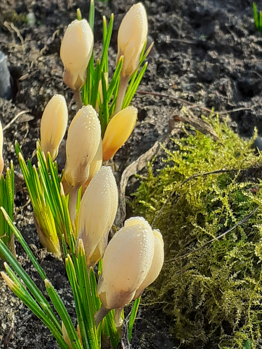 Крокус ботанический "Романс"