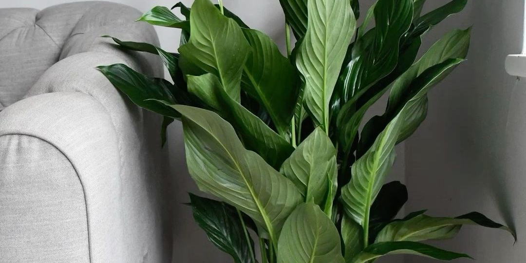 Вы не поверите! Неожиданный способ спасти погибающий спатифиллум женское счастье