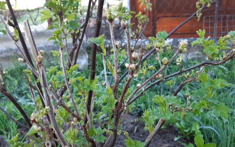 Что делать, если не успели ошпарить в марте смородину кипятком