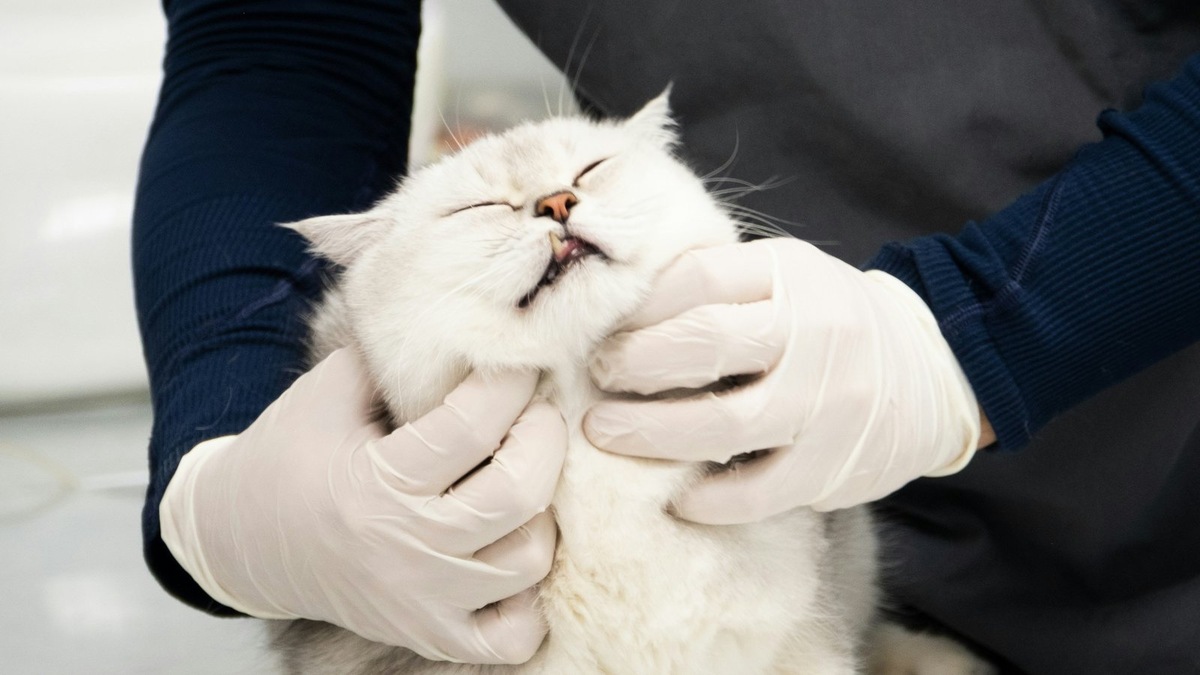    Фото несет иллюстративный характер