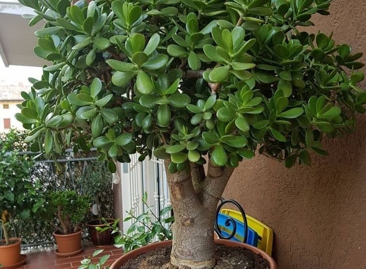 Секретная методика ухода за денежным деревом — результат ошеломит!