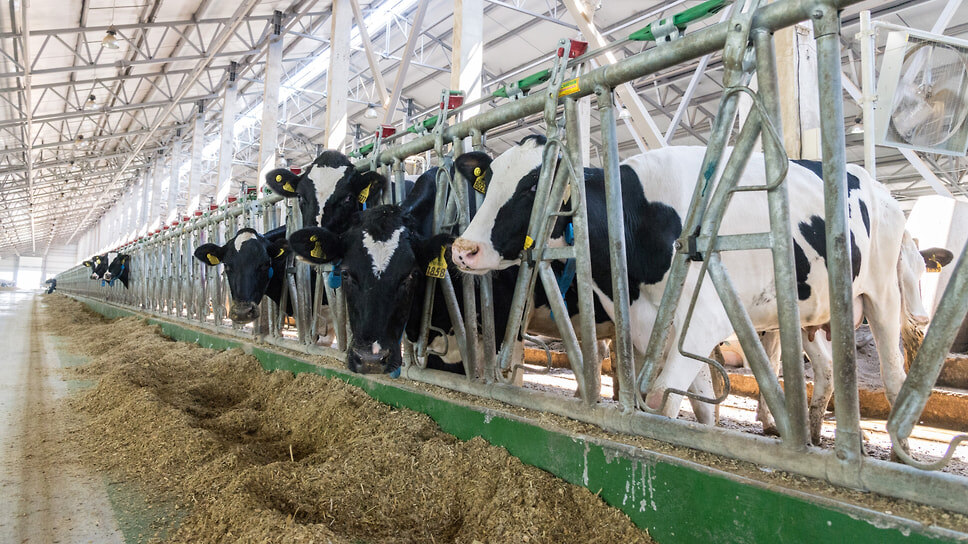 Фото: Олег Харсеев / Коммерсантъ