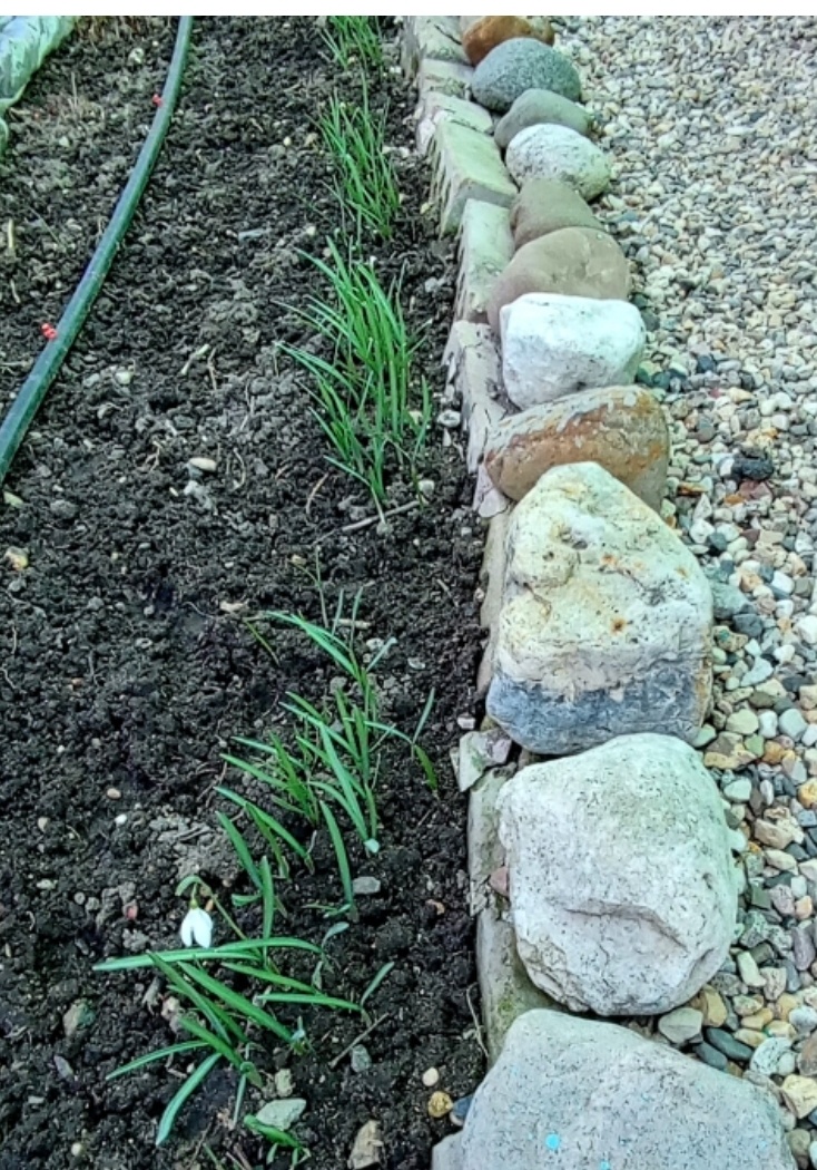 Год назад - один цветок на всех 