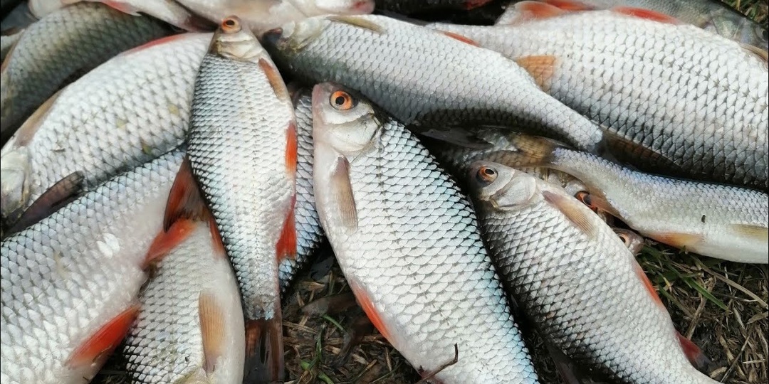 10 секретов ловли плотвы после схода льда весной!