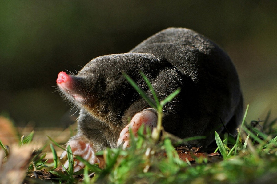 Изображение взято с сайта https://sochi-mountain.ru/m/priroda/fauna/krot
