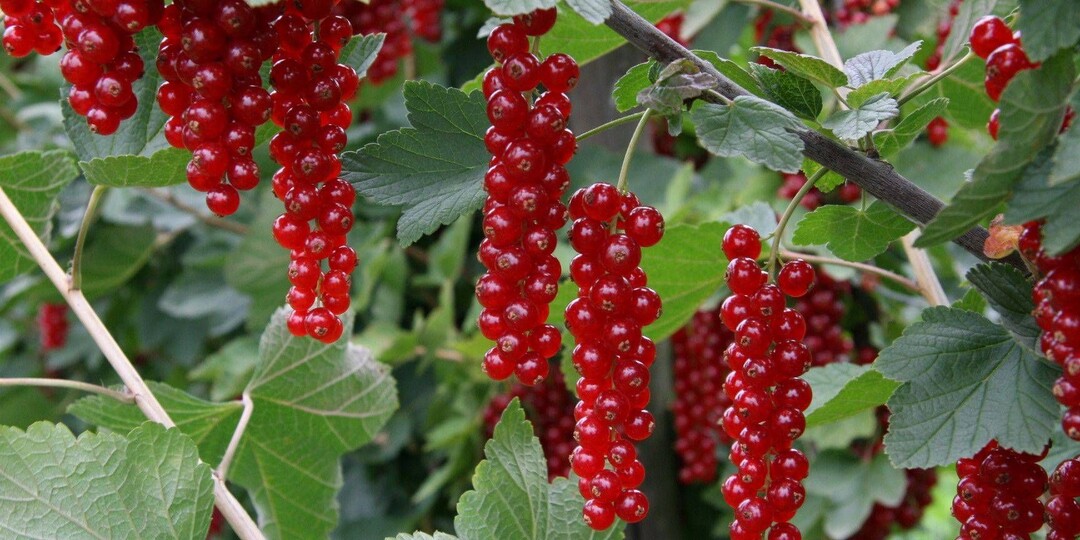 Обработка смородины кипятком: спорный метод, который хвалит каждый 2 опытный дачник