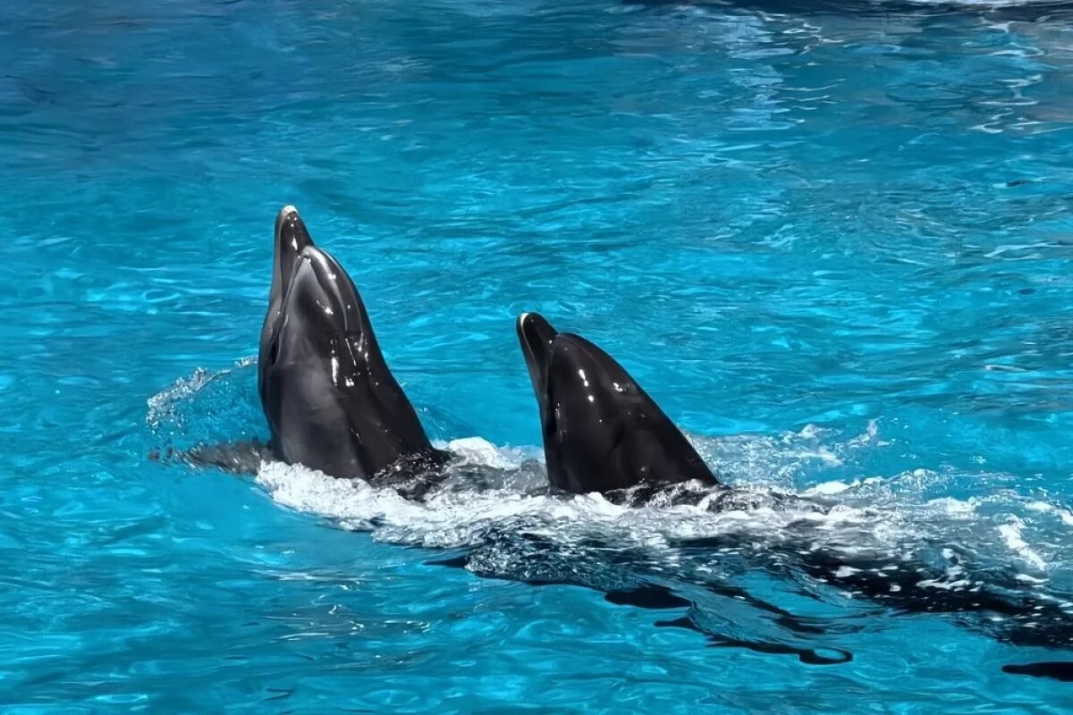    Учёные объяснили, могут ли животные стать разумнее людей