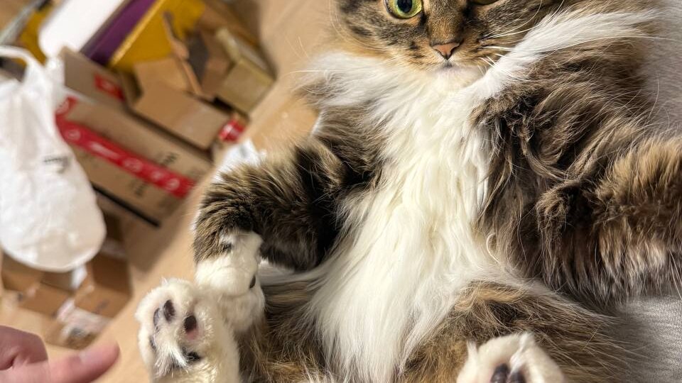 Когда мы в подвале эту кошку ловили, не думали, что она такой вырастет