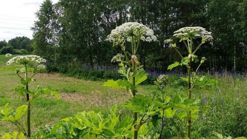    Фото с сайта vgoroden.ru с сайта ik.vgoroden.ru