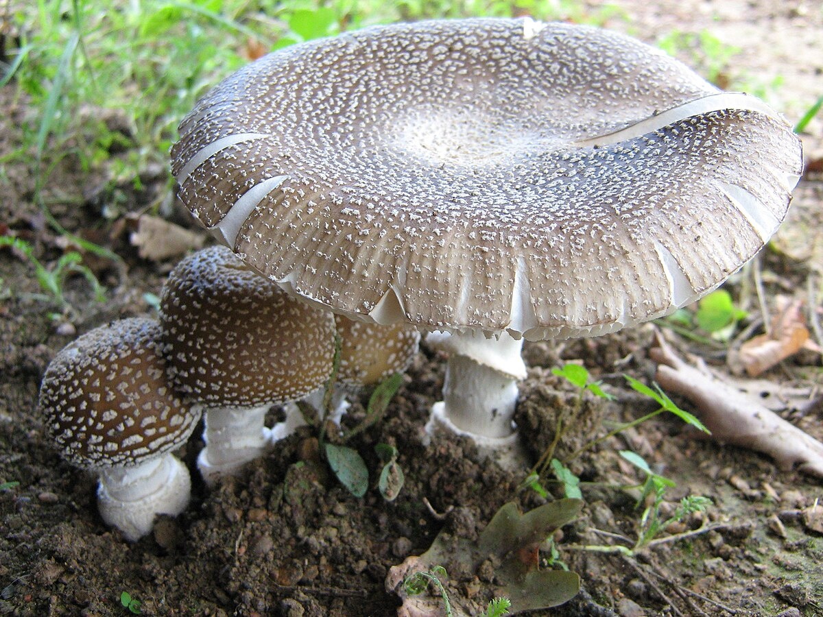 Фотография из интернета