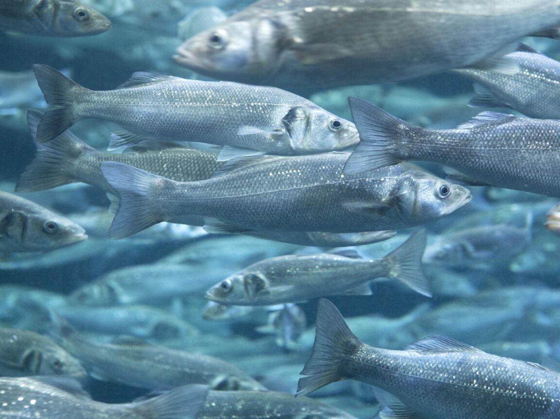 Фото: пресс-служба Росрыболовства