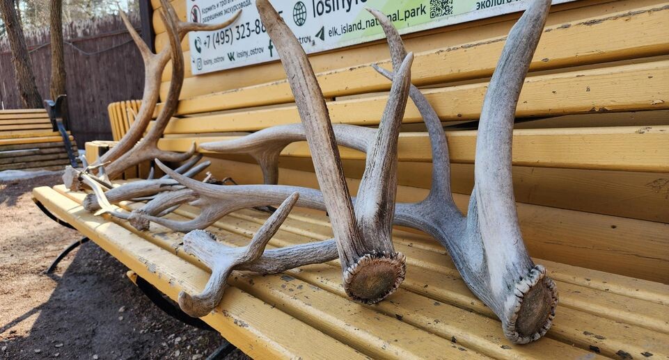    Валерия Исаева