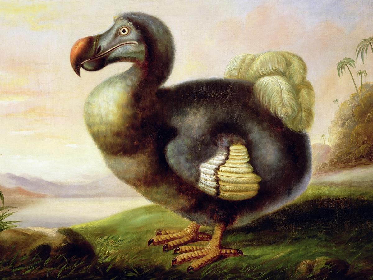 Оценки веса варьируются, но современные учёные мужи предполагают массу от 10 до 17,5 кг, что далеко от раздутых 25–30 кг, изображаемых на старинных картинах. Маврикийский дронт, Ф. Харт, между 1830 и 1850 гг.