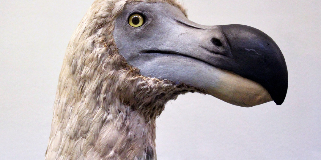 Дронт — доверчивая и любопытная птица, которую планируют «воскресить»