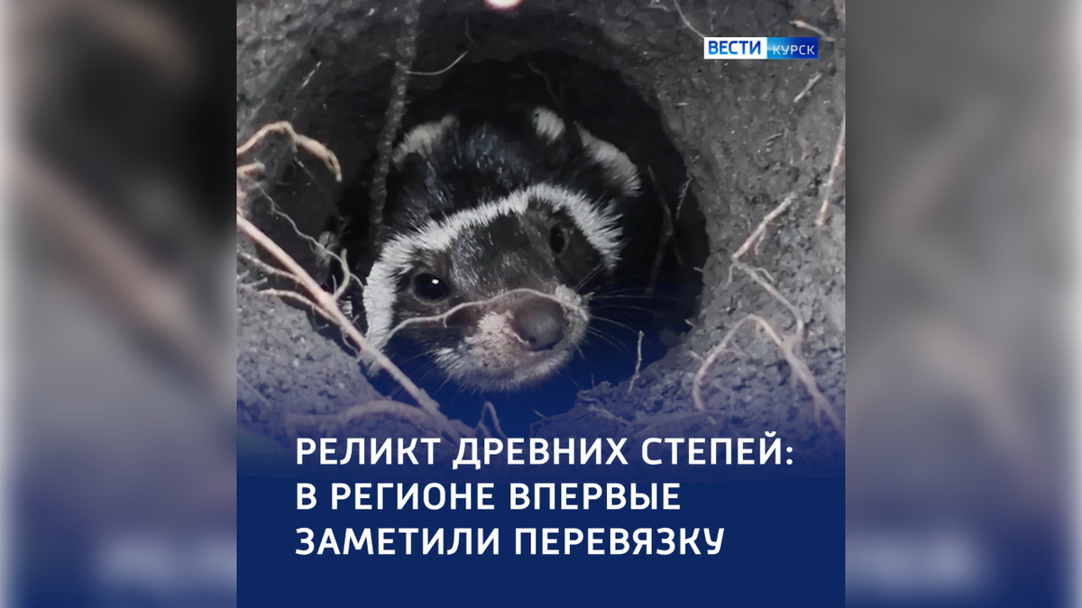    Одна на весь мир: в Курской области обнаружили перевязку