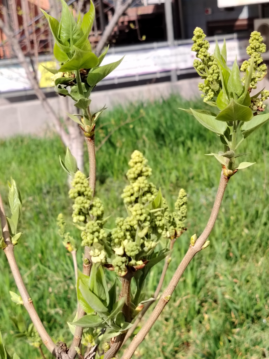 Белая сирень. 