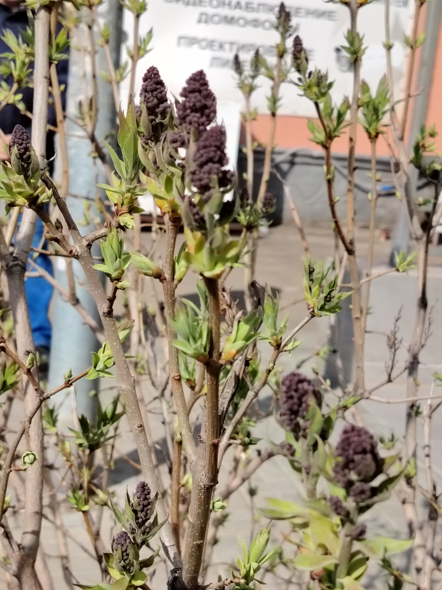 Синяя (фиолетовая) сирень. 