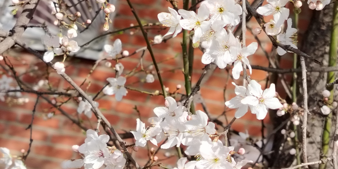 Весна пришла. Поход в "Табрис". Подготовка к приезду гостей.