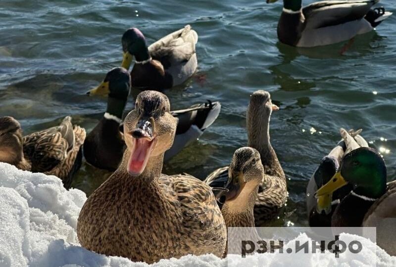 Россиянам рассказали об опасности кормления хлебом водоплавающих птиц