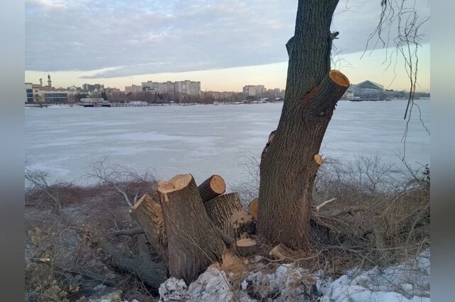    Специалисты спилил многолетние ивы на берегу. Фото: Соцсети