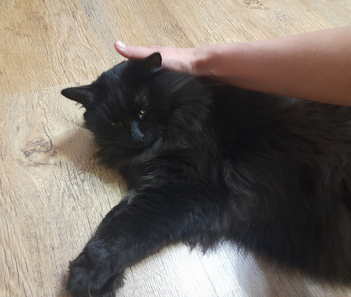 А вот и он — тот самый момент. Лео трётся, мурлычет, разрешает себя гладить.