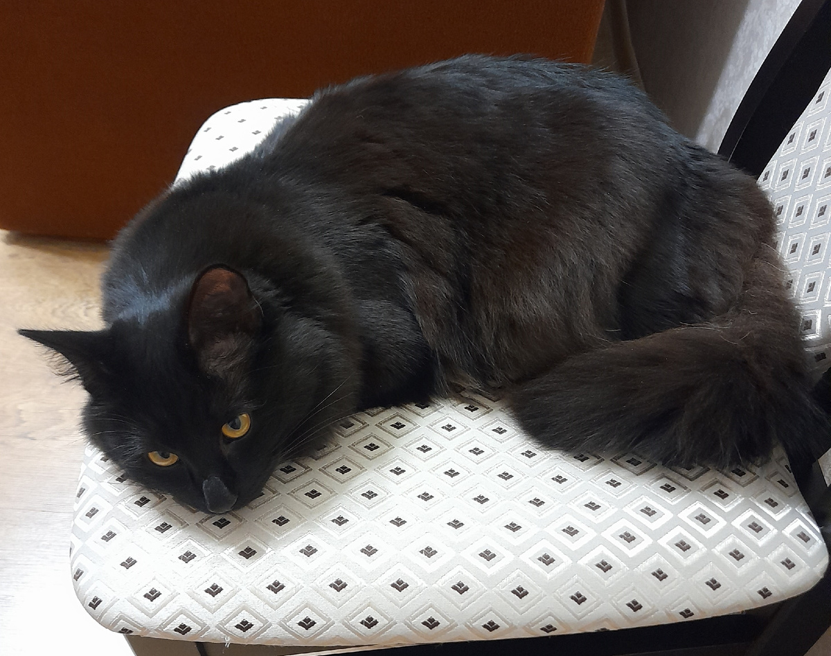 Сидит, ждёт. Ещё не подозревает, что через пару секунд побежит мурлыкать.