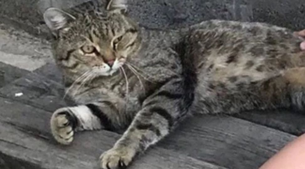 «Ребята, Тишка пришел!»: кот, пропавший 7 лет назад, нашел дорогу домой