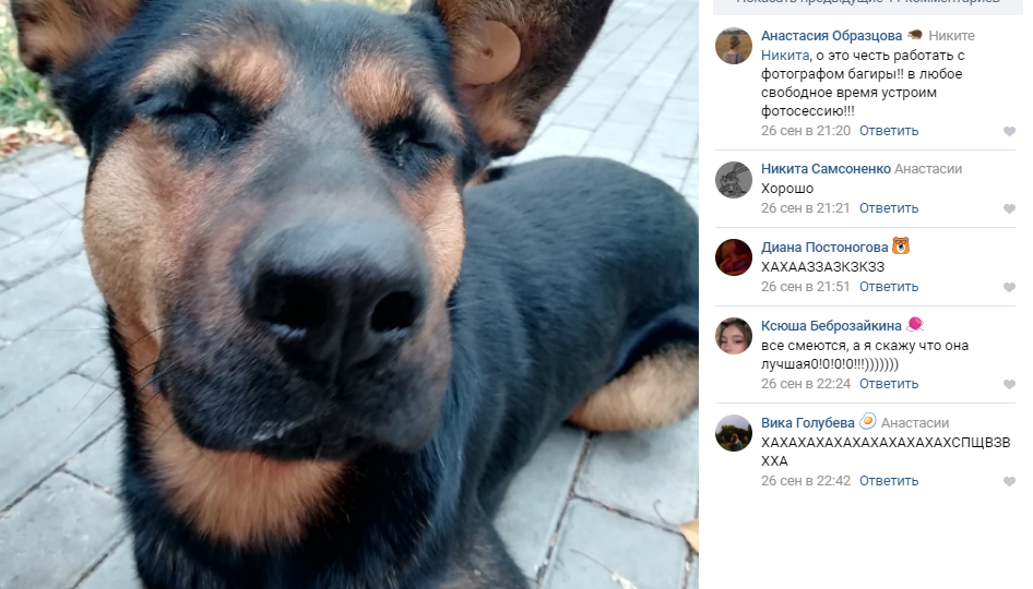 Школьники завели фан-страницу для дворняги, которая провожала их на уроки