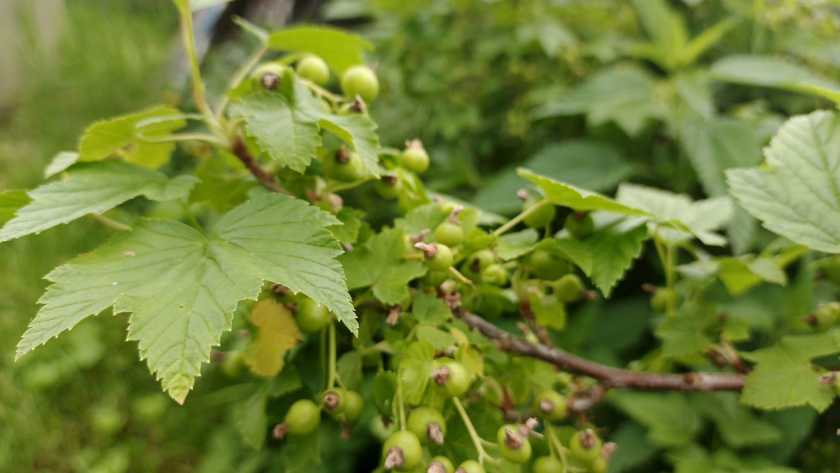    фото smilekaluga.ru