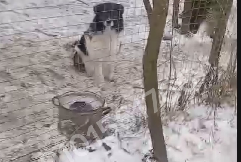 Помогите приюту «Собачье Сердце»🙏🏻