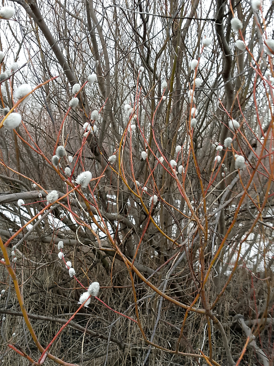 Ломать не стали,потому что у нас уже есть веточки вербы.