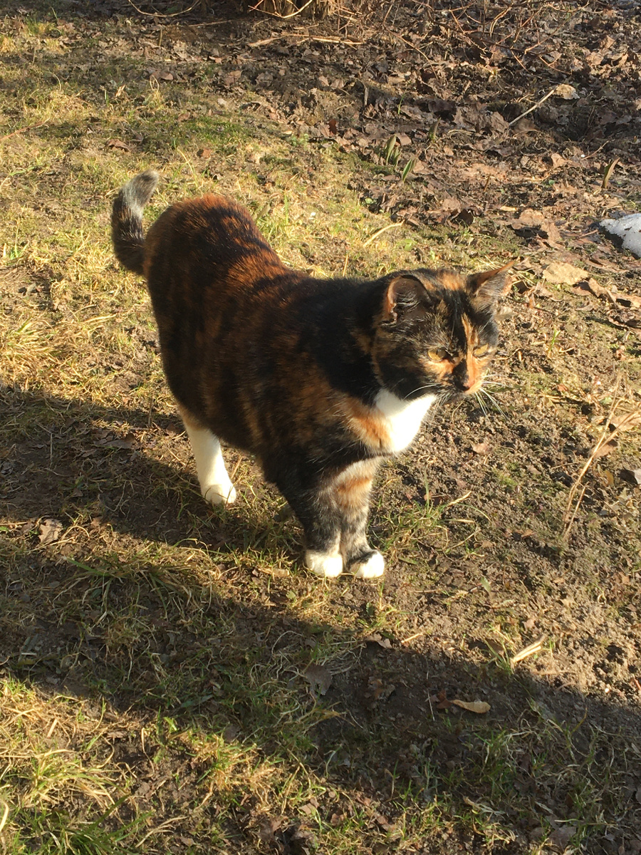 Вася на прогулке. Фото автора