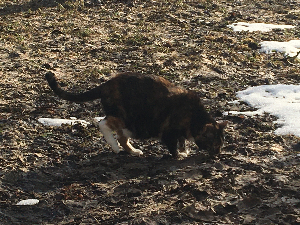 Изучает запахи. Фото автора