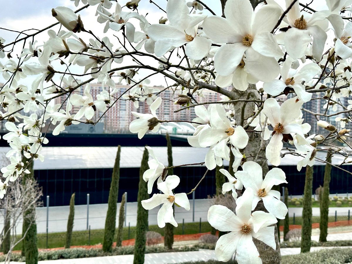 Магнолия белая.