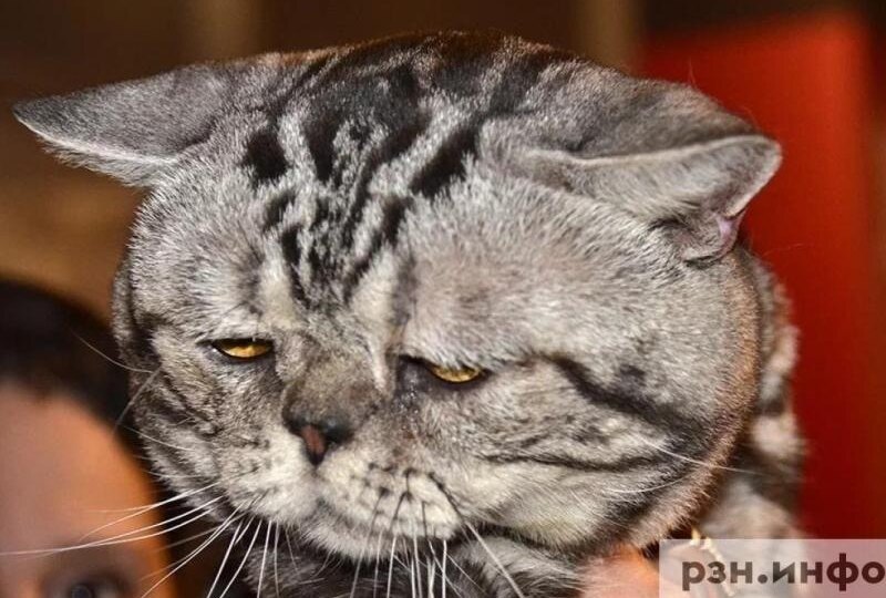 Россиянам посоветовали обработать питомцев от паразитов в начале весны