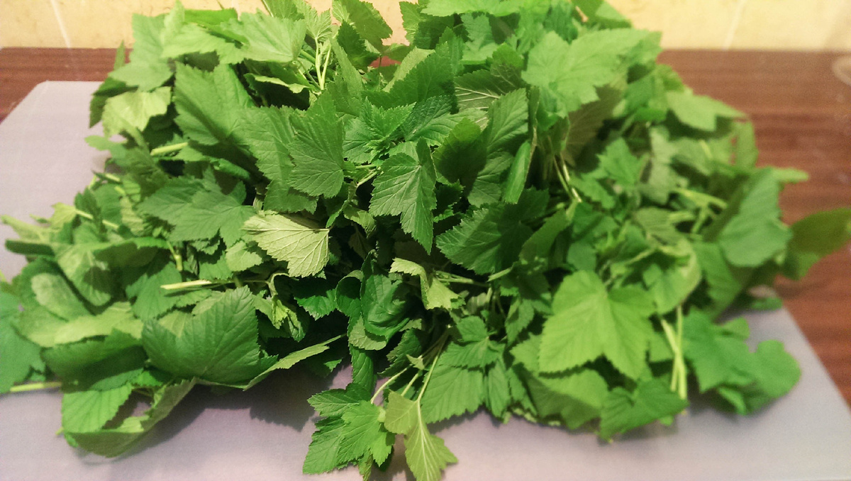 Листья смородины.