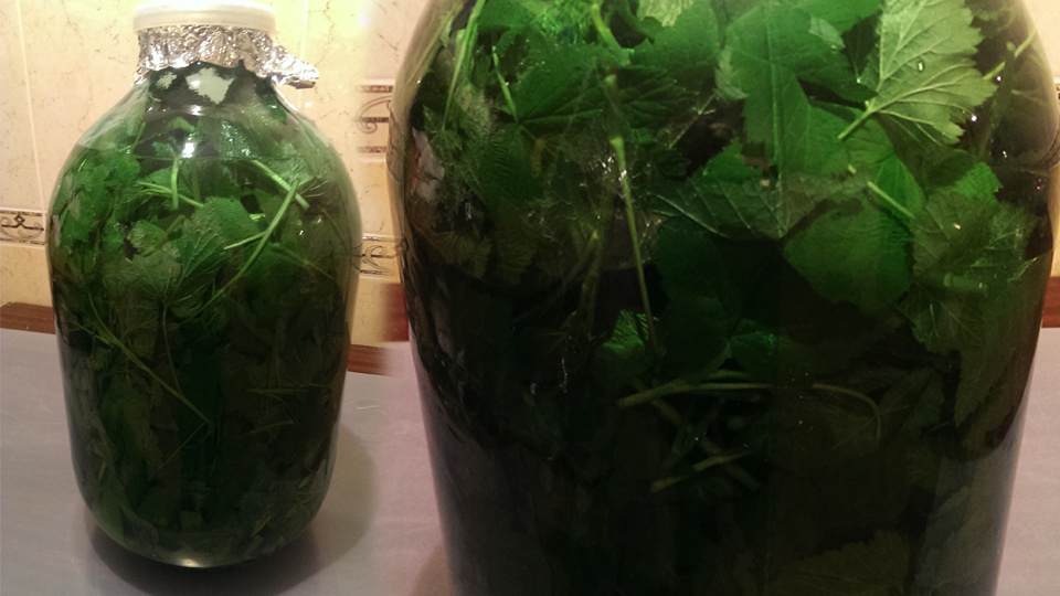 Настаивание листьев смородины.