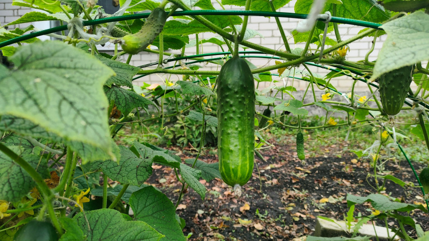    Фото: ПроГород